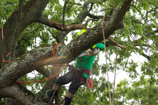 Trusted Fountain Green, UT Tree Care Experts