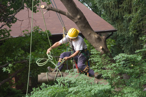  Fountain Green, UT Tree Care Pros