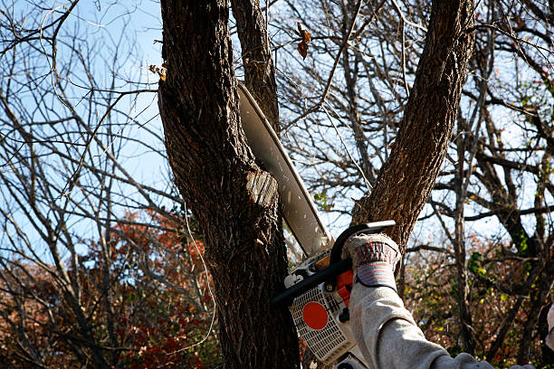 Best Utility Line Clearance  in Fountain Green, UT