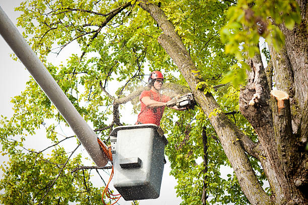 Reliable Fountain Green, UT Tree Care Solutions