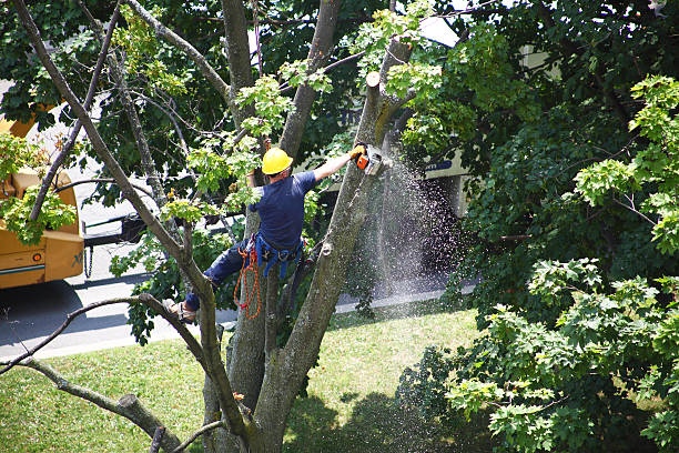 Best Leaf Removal  in Fountain Green, UT