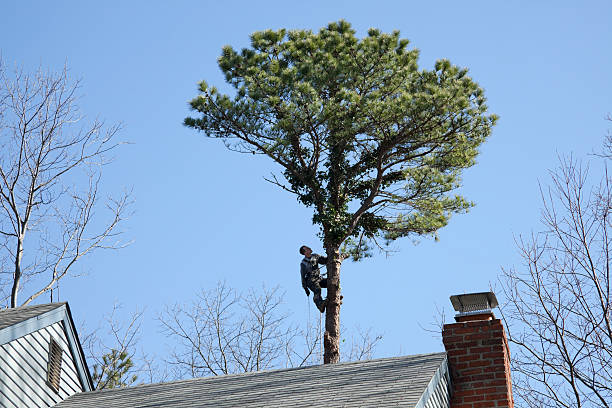 Best Hazardous Tree Removal  in Fountain Green, UT