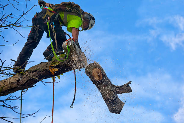 Best Tree Trimming and Pruning  in Fountain Green, UT